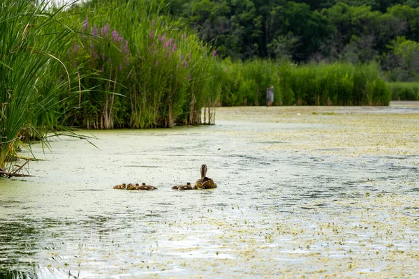 Madre Pato Nadando Con Sus Patitos Lago —  Fotos de Stock