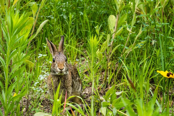 Conejo Sentado Atención Hierba — Foto de Stock