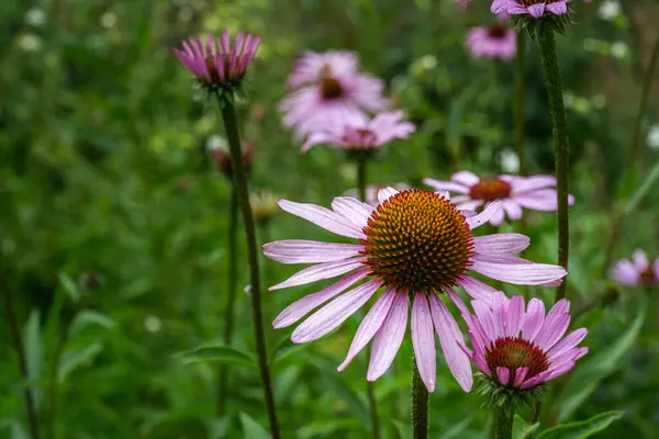 Coneflower Light Rain — Stock Photo, Image