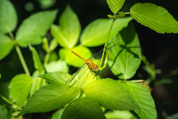 Orange Dragonfly Sitting Leaf Patch Sunlight — стоковое фото