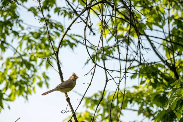 Femeie Cardinală Uită Alt Cardinal Într Copac — Fotografie, imagine de stoc