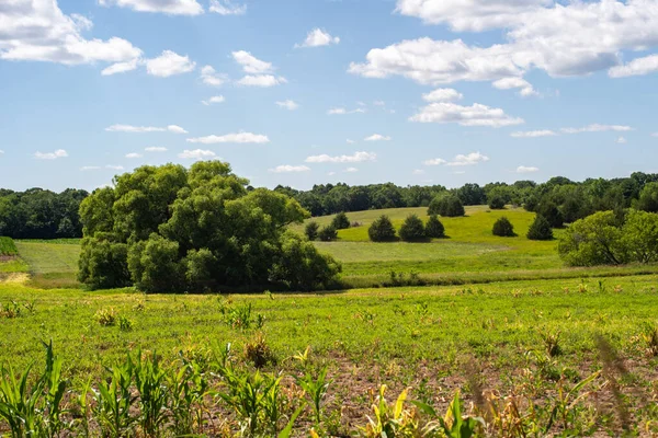 Bir tarlanın ortasındaki ağaçlık alanda yuvarlanan tepeler ve gökyüzünde bulutlar