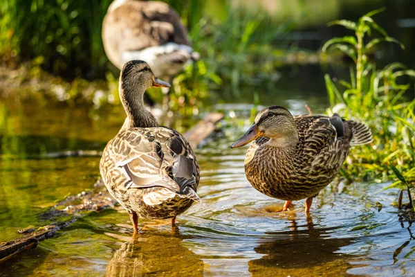 ducks wading in a puddle on a trail after a rain storm