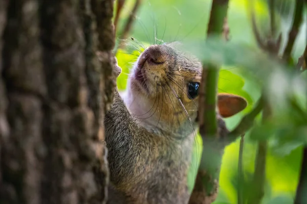 Primer Plano Una Ardilla Que Alcanza Punto Máximo Través Árbol — Foto de Stock