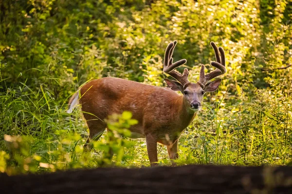 Cervo Macho Retroiluminado Com Grandes Chifres Pôr Sol Minnesota — Fotografia de Stock