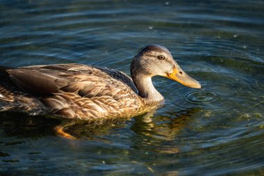 Dişi yaban ördeği gölde yüzüyor.