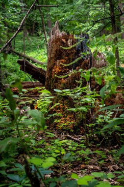 Ormanda küçük turuncu mantarlar yetişiyor.