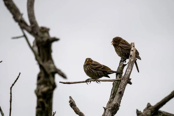 Pair Finches Branch White Sky Background — Stock Photo, Image