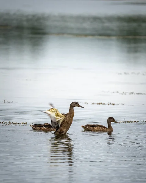 Pato Mallardo Hembra Estirando Sus Alas Sobre Lago Minnesota —  Fotos de Stock