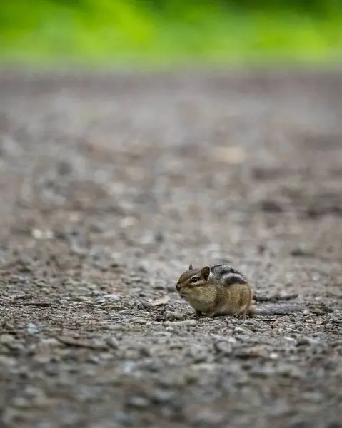 Ardilla Explorando Sendero Del Parque Con Cautela — Foto de Stock