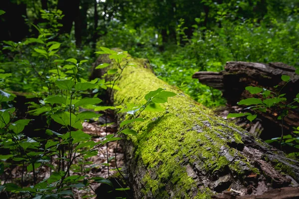 Mousse Vert Vif Poussant Sur Arbre Tombé Dans Forêt — Photo