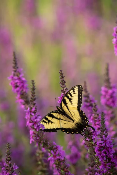 Macro Image Butterfly Flower — Stock Photo, Image