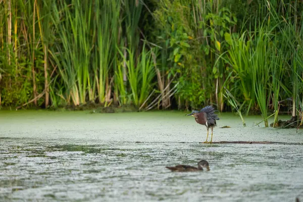 Garza Verde Sacudiendo Agua Sus Plumas Antes Del Vuelo —  Fotos de Stock