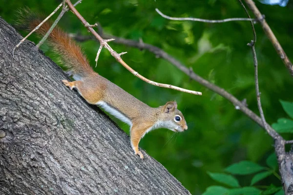 红松鼠警惕地站在森林的一棵树上 — 图库照片