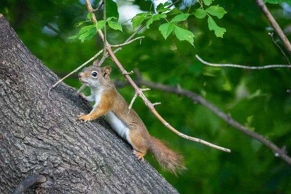 Ardilla Roja Pie Alerta Árbol Bosque — Foto de Stock