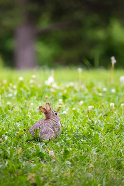 Coniglio Bambino Seduto Nel Trifoglio Parco Minnesota Immagini Stock Royalty Free