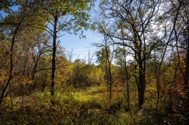 Ormanda sonbahar boyunca ağaçların arasından manzara