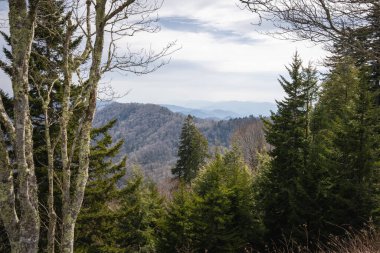 Güneşli yosun ağacı arkasında bulutlu bir dağ vadisi var.