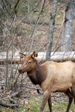 Ormanda bir manitoban geyiğine yaklaş.