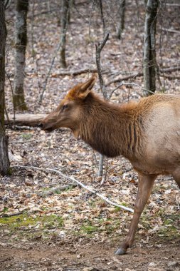 Ormandaki inek manitoban geyiğine yakın çekim