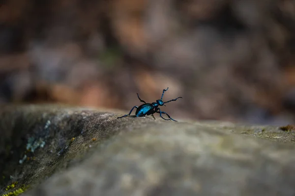Küçük Mavi Siyah Böcek Kayadan Aşağı Iniyor — Stok fotoğraf