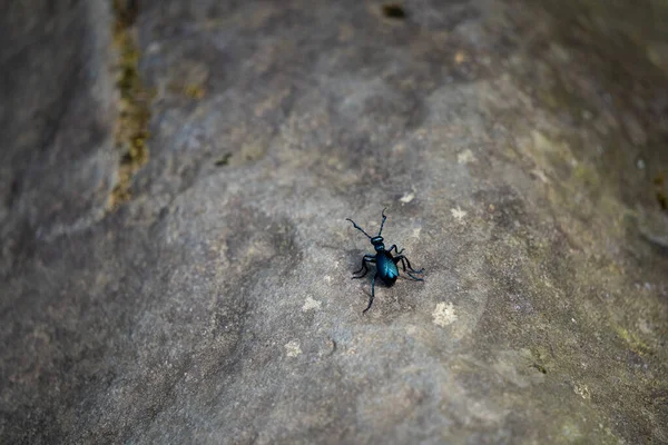Bir Kayanın Üzerindeki Küçük Mavi Siyah Böcek — Stok fotoğraf