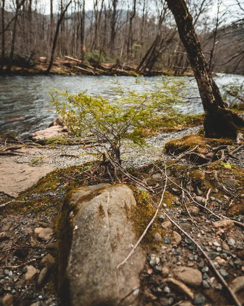 Malý Stromek Rostoucí Břehu Řeky — Stock fotografie