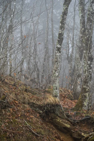 Brouillard Dérivant Travers Une Boucherie Sans Feuilles Dans Les Montagnes — Photo