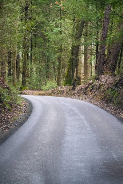 Büyük dumanlı dağlarda, körfez ormanlarında yol.