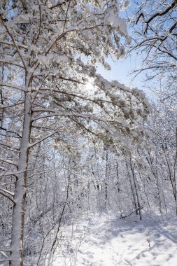 Kış güneşinde kırsal bir patika boyunca karla kaplı bir kadın.