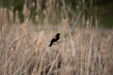 Kırmızı kanatlı karatavuk sulak bir sazlıkta