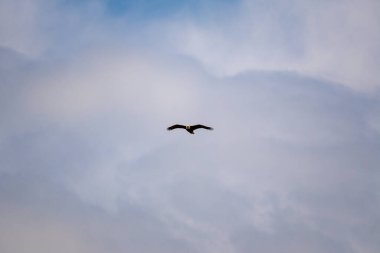 Amerikan Kel Kartalı bulutlarla kameraya doğru uçuyor.