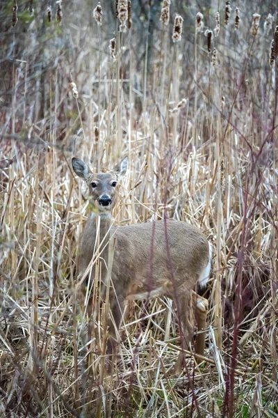 湿地の背の高い葦の中に隠れている鹿は — ストック写真