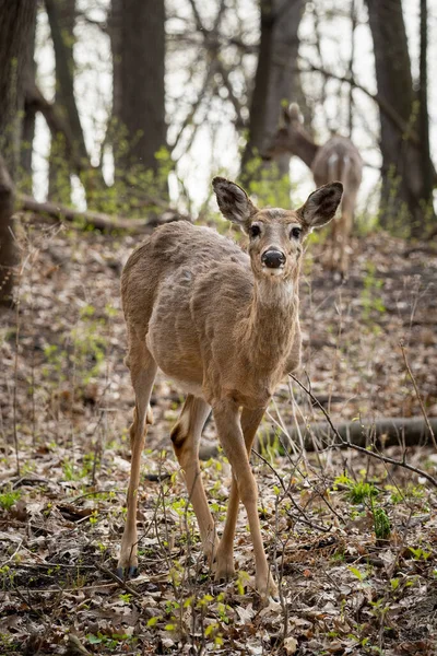 Jong Vrouwelijk Hert Het Bos Kijkend Naar Camera — Stockfoto