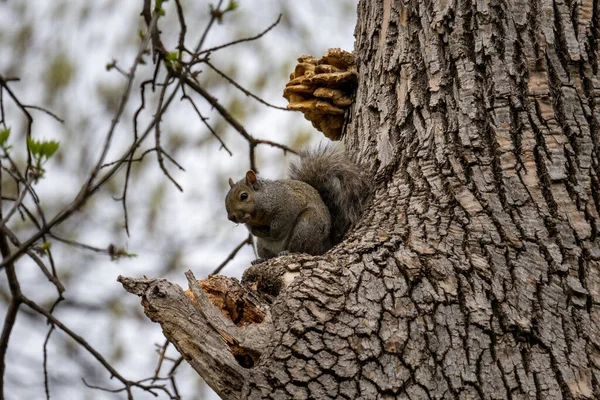 Ardilla Fría Sentada Una Rama Rota Árbol — Foto de Stock