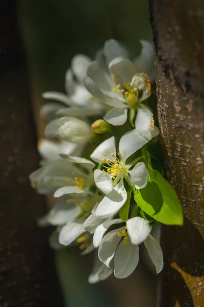 White Flower Blossoms Just Trunk Tree — Stock Photo, Image