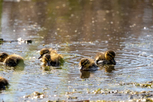 Patitos Jóvenes Curiosamente Explorando Lago Tranquilo —  Fotos de Stock