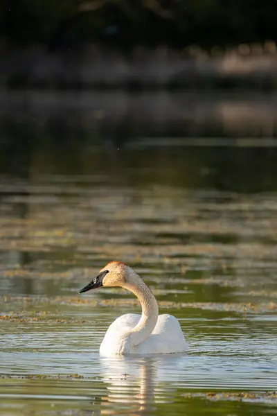 Cygne Blanc Sur Lac Coucher Soleil — Photo