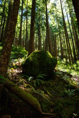 Pasifik 'in kuzeybatısındaki yağmur ormanlarında güneşli yosun kayaları.
