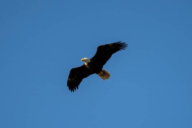 Uçan Amerikan Kel Kartalı