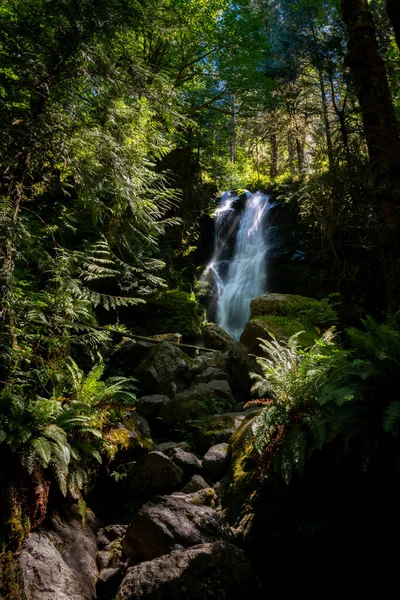 Vista Verso Alto Merriman Cascata Nella Foresta Pluviale Quinault — Foto Stock