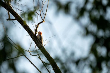 kırmızı göbekli ağaçkakan güneş ışığıyla aydınlanmış bir dalda