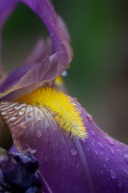 Hafif bir bahar yağmurundan sonra mor bir iris çiçeğine yaklaş