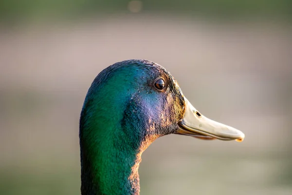 close-up of a mallard duck head