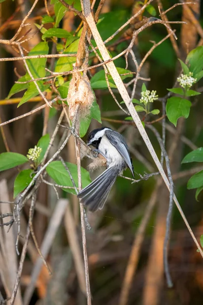 Chickadee Αρχίζουν Χτίζουν Μια Φωλιά — Φωτογραφία Αρχείου