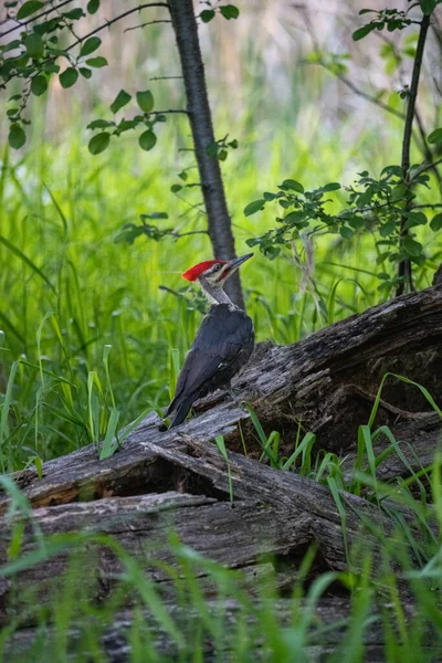 Picchio Pileated Piedi Sul Bordo Campo Verde — Foto Stock