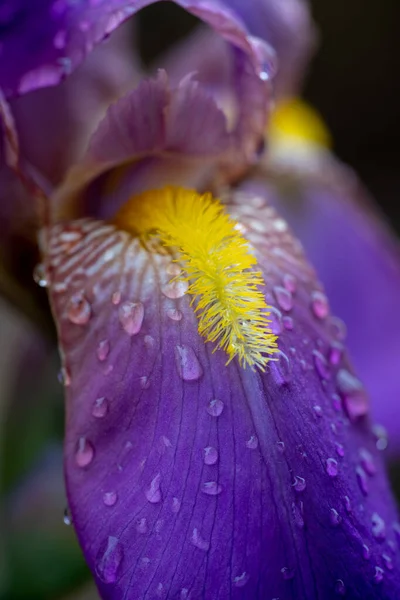Hafif bir bahar yağmurundan sonra mor bir iris çiçeğine yaklaş