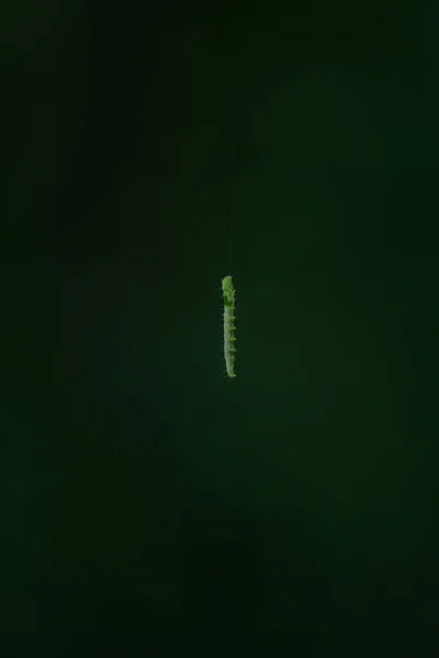 Kleine Groene Rups Hangend Het Bos — Stockfoto