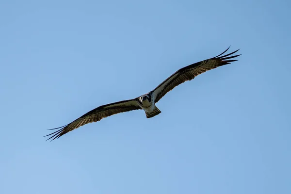 Caccia Falco Pescatore Cibo Contro Cielo Blu Foto Stock