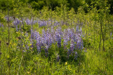 açık bir çayırda büyüyen...